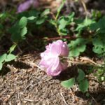 rose-poppius-3