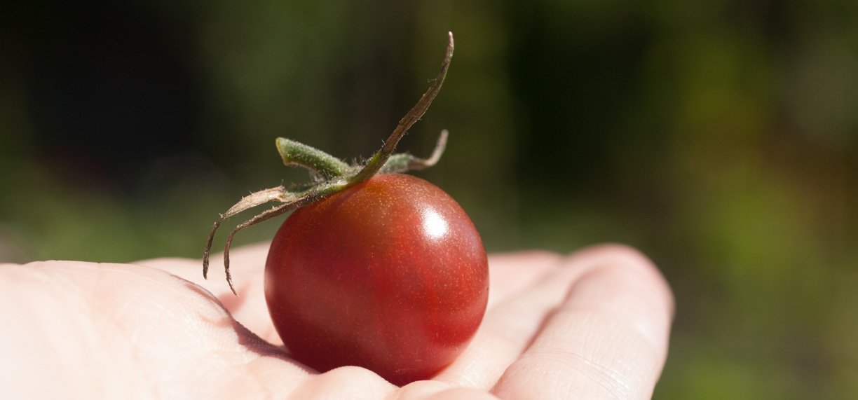 tomat-hand