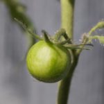tomatkart