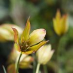 tulipa-orphanidea-Flava1