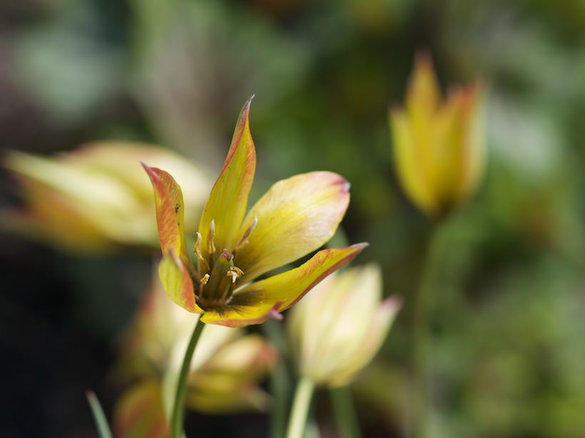tulipa-orphanidea-Flava1