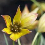 tulipa-orphanidea-Flava2