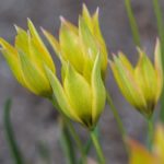 tulipa-orphanidea-Flava3
