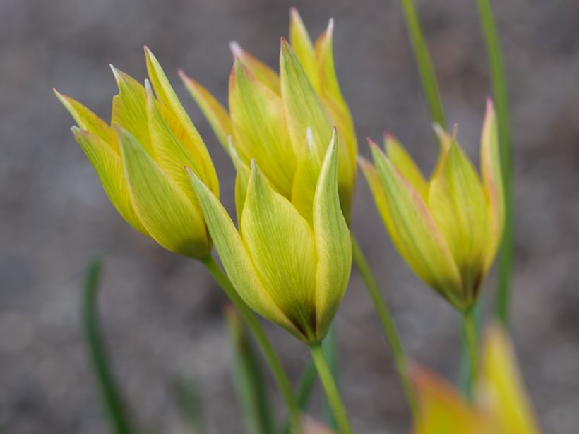 tulipa-orphanidea-Flava3