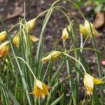 tulipa-orphanidea-Flava4