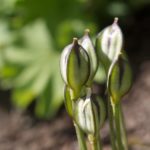 tulipan-froekapsel- (1)