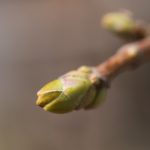 bladknopp