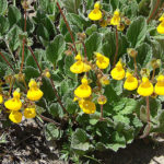Flicker-Dick_Culbert-calceolaria_biflora