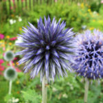 Flicker-Olgierd-echinops