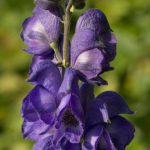 Flicker-achrntatrps-cammarum