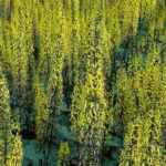 Flicker-echoforsberg