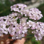 bakkeryllik