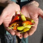 chilli