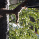 ekorn-fuglemater-3