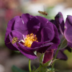 enkle-doble-blomster-1
