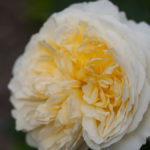 enkle-doble-blomster-2