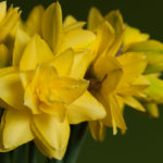 enkle-doble-blomster-3