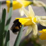enkle-doble-blomster-4