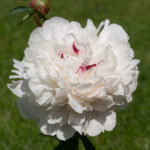 enkle-doble-blomster-5