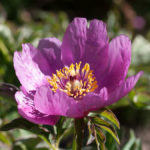 enkle-doble-blomster-6