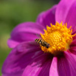 enkle-doble-blomster-7