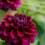 enkle-doble-blomster-8