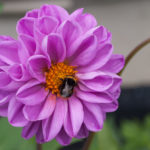 enkle-doble-blomster-9