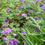 flicker-gardentrek-geranium