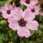 flicker-gnmcauley-geranium