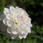 georginer- 6