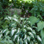 hosta