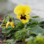 stemorsblomst-gul-1