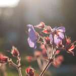storknebb-geranium-1