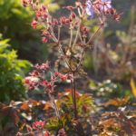 storknebb-geranium-2