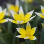 tulipa-tarda- 1