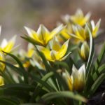 tulipa-tarda- 2