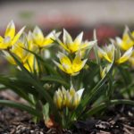 tulipa-tarda- 3
