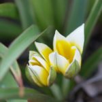 tulipa-tarda- 4