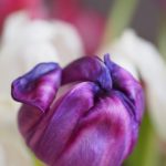 tulipaner-forfall 1