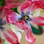 tulipaner-forfall 2