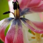 tulipaner-forfall 4