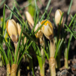 Cream-beauty-krokus-1