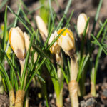 Krokus-Cream-beauty-1