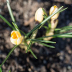 Krokus-Cream-beauty-2