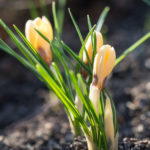 Krokus-Cream-beauty-3