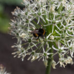 allium-mount-everest-1