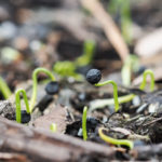 allium-spirer-1