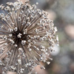 allium-spirer-2