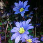 anemone-blaa