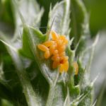 Coccinella septempunctata eggs